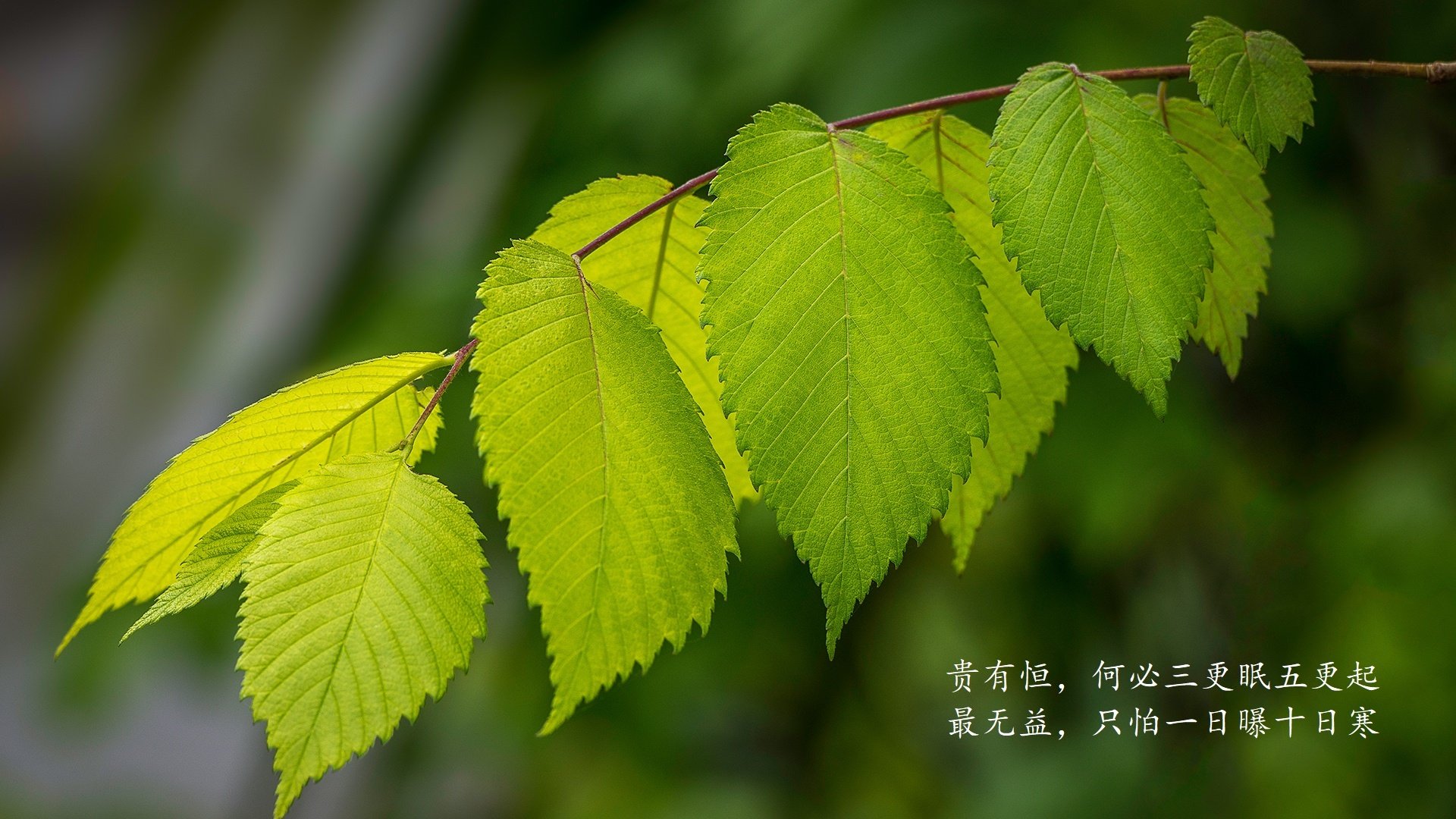 爱游戏下载-伤病追踪：球员康复最新动态解析，球员伤病查询