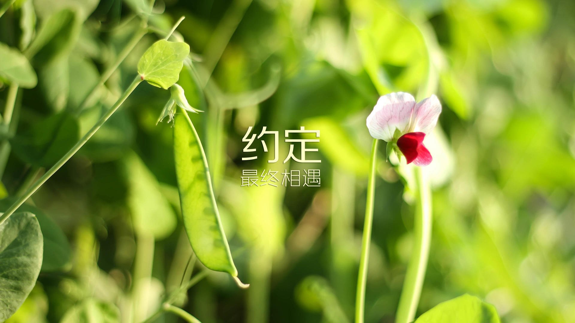 国际足球裁判培训班在中国连续举办，判罚水平提升，中国国际级足球裁判