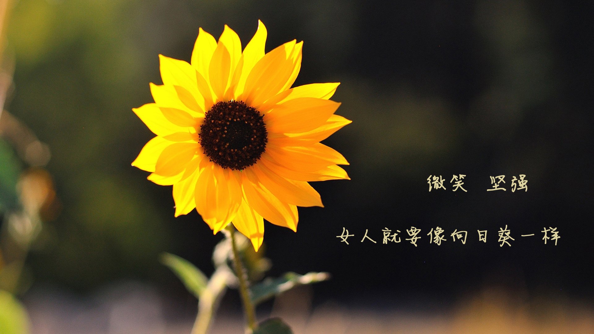 比赛现场：观众激情呐喊的瞬间集锦，比赛现场_观众激情呐喊的瞬间集锦