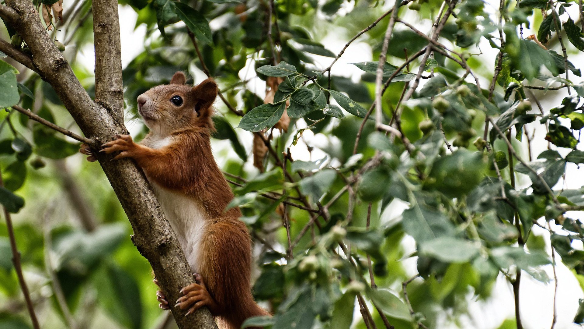 德国队征战国际乒联混合团体世界杯：赛制全解析，德国队乒乓球团体赛